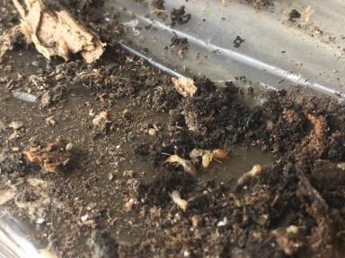 これからの季節、特に大事な防蟻工事！