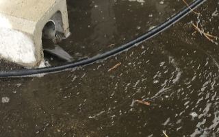 雨水が溜まる